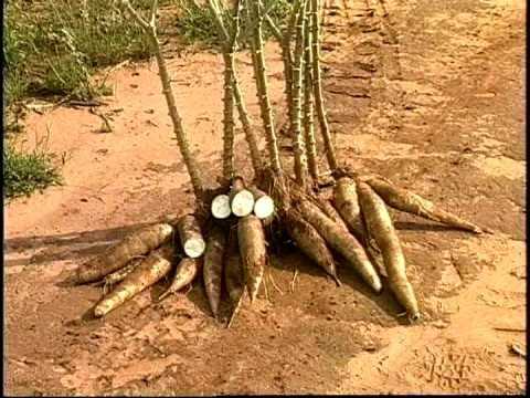 Mandioca1