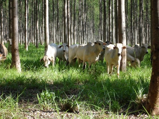 Pecuaria