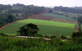 Dia do Agricultor3