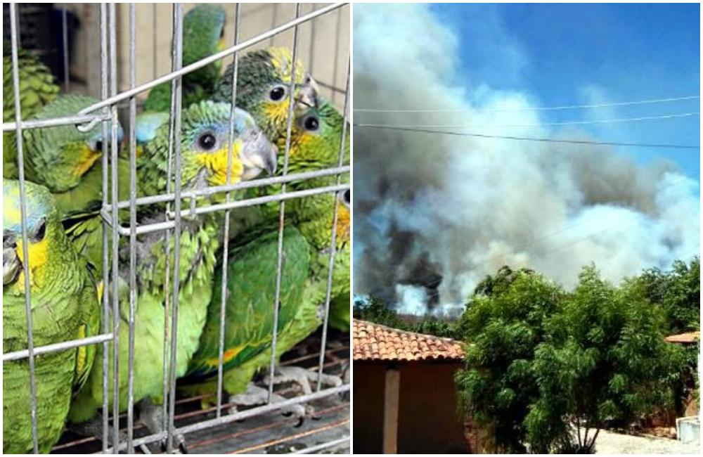 MP vai realizar em Palmeirais Seminário sobre queimadas e tráfico de animais 5 ministério público palmeirais seminário