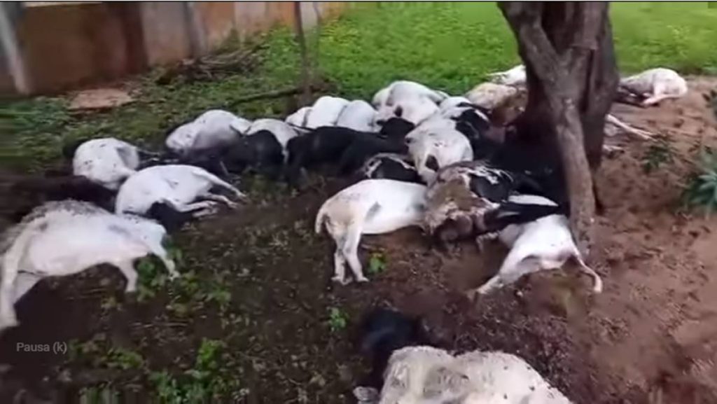 ovelhas mortas por raio