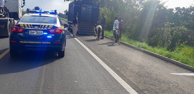 Dezoito animais soltos às margens da rodovia são recolhidos entre Altos e Campo Maior