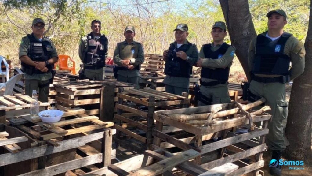 brigas de galos em sao pedro do piaui
