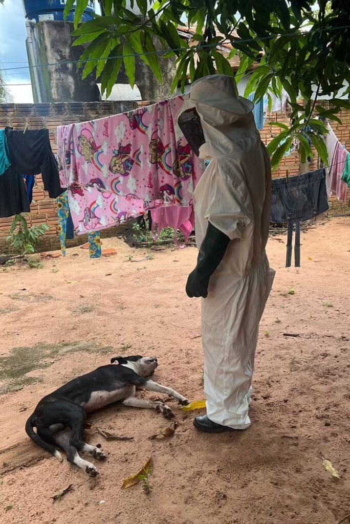 cachorro atacado por enxame de abelhas em araguaína