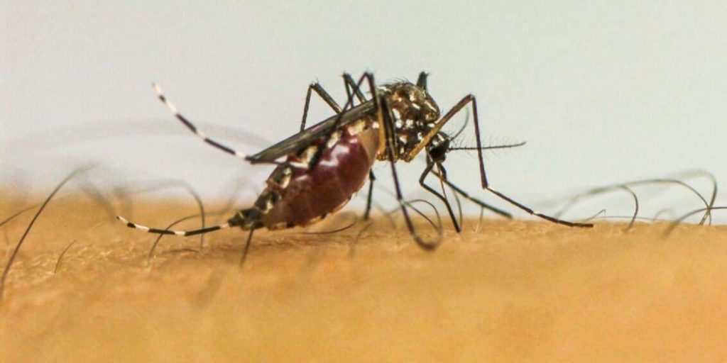 Brasil ultrapassa 5 milhões de casos prováveis de dengue
