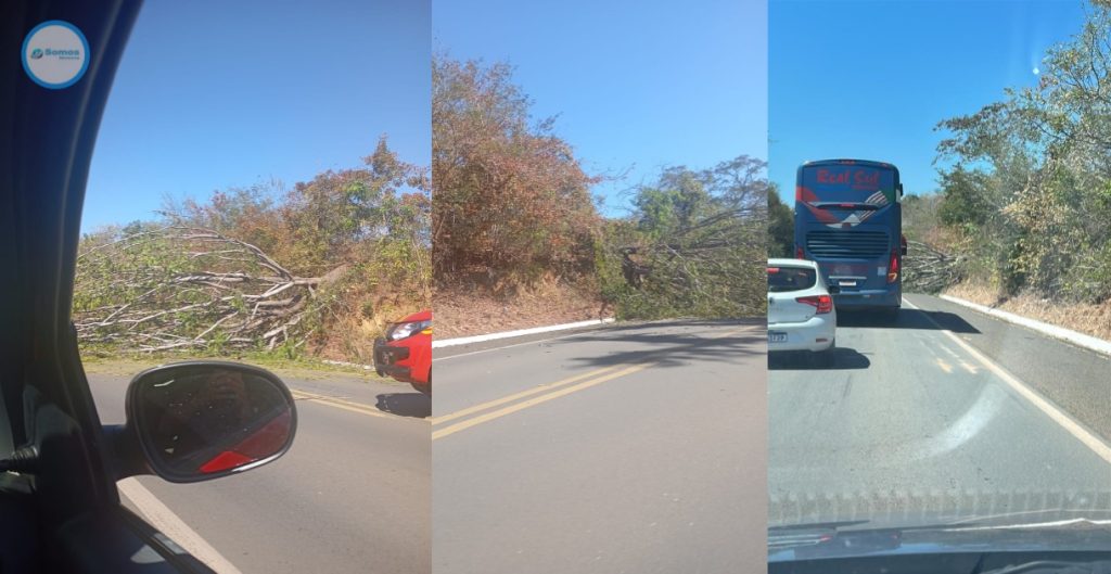 arvore na pista