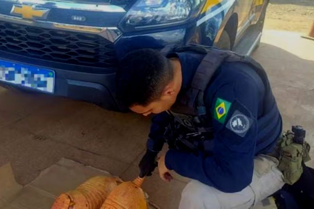 Caminhoneiro é detido com tatus abatidos em Açailândia-MA