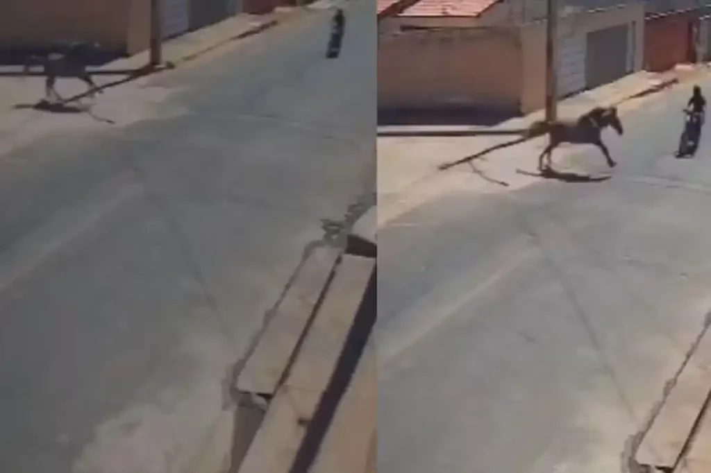 Imagem de cavalo correndo atravessando a pista