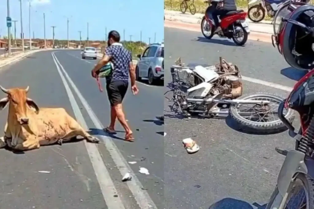 Populares esquartejam vaca viva após acidente que deixou motociclista morto em avenida de Teresina 1 Vaca ainda com vida caída na Avenida Poty Velho, em Teresina, após acidente de motocicleta