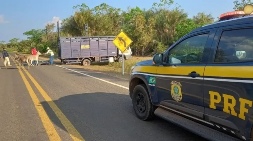 PRF retira 150 animais de rodovias federais do Piauí em operação Armentum 1 Policial da PRF conduz bovino para fora de rodovia federal no Piauí durante Operação Armentum.