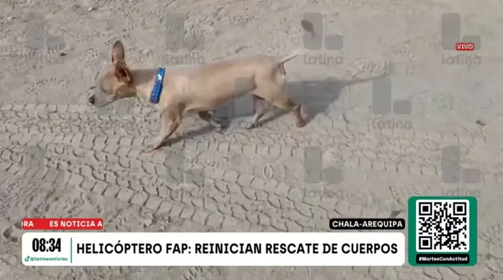 Cão caramelo resgatado após queda de helicóptero militar no Peru