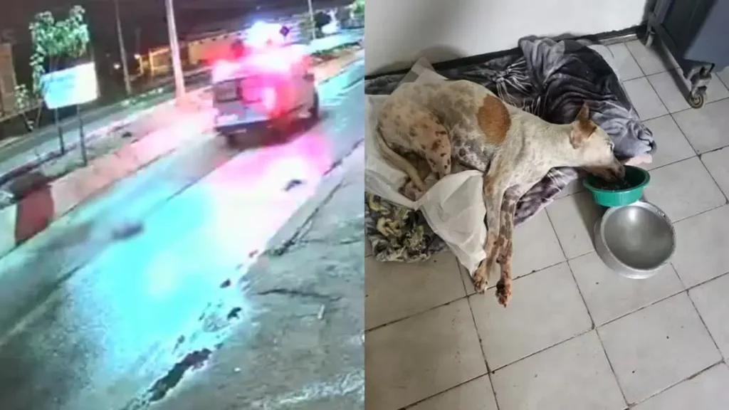 local do acidente com o Cachorro Jupi. Ele ferido e está em recuperação.