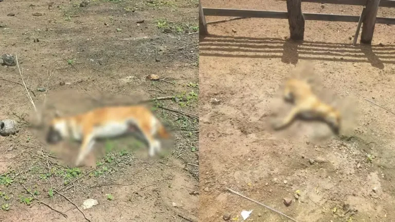 Dois cachorros morrem por suspeita de envenenamento em Alegrete do Piauí
