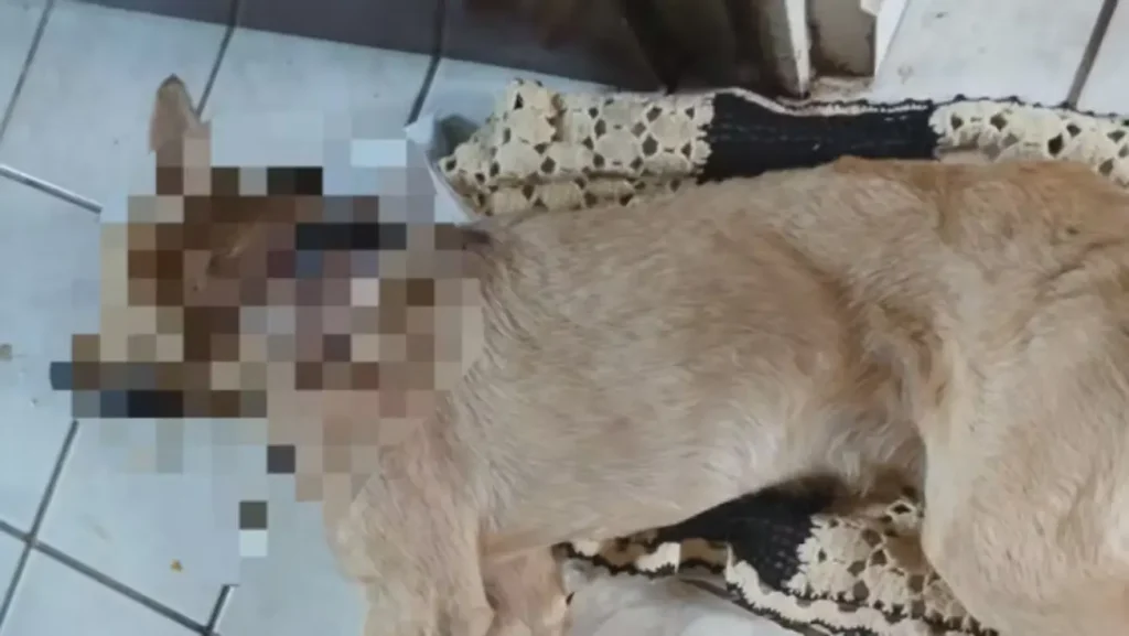 Cachorro de pelagem caramelo deitado em um piso de cerâmica, com o rosto e ferimentos pixelados para censura.