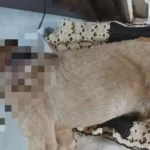 Captura de tela de 2026 04 24 21 18 18