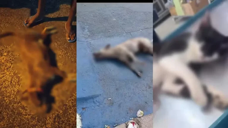 Pelo menos 15 cães e gatos morrem com sinais de violência em Santa Cruz do Piauí
