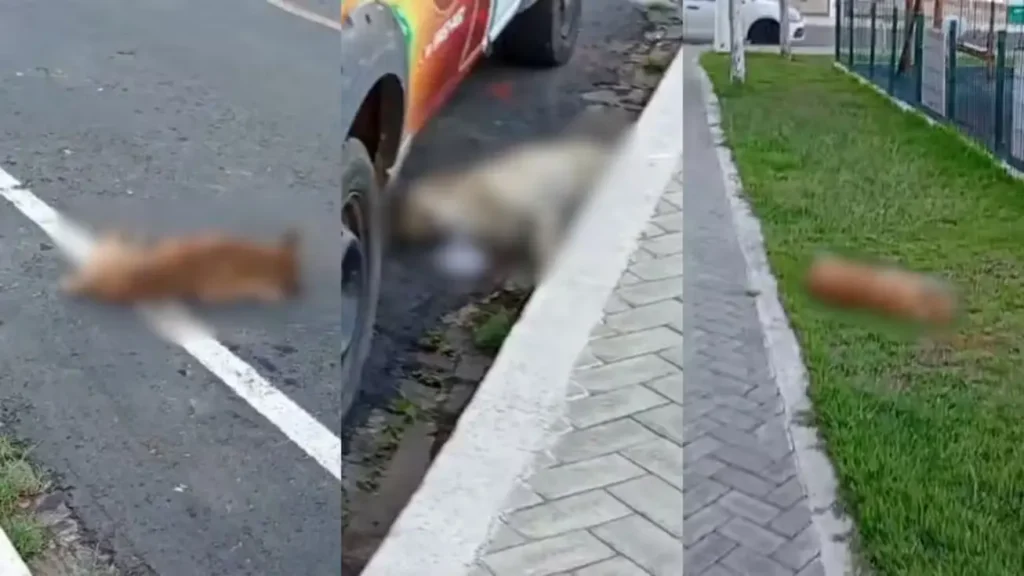 Cães sem vida encontrados no entorno de praça de alimentação no Centro de Paulistana, no Piauí, sob investigação policial por suspeita de envenenamento