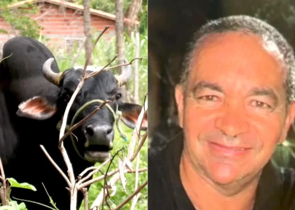De um lado o boi de grande porte em área rural de Teresina; do outro, o proprietário rural, o empresário Francisco Lopes, o Catita