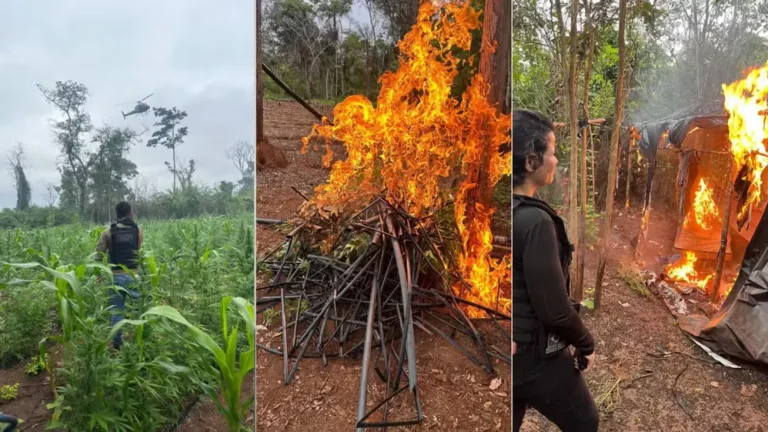 Polícia destrói mais de 10 mil pés de maconha em terra indígena de Grajaú