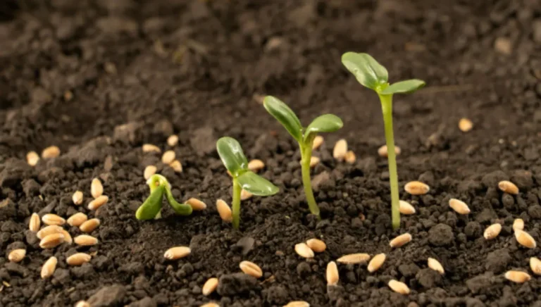 Como a peletização melhora o manejo no campo e facilita o plantio agrícola