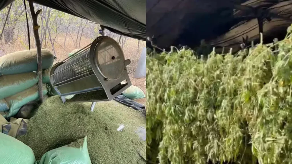 Pf desmantela plantação de maconha no piauí: Processamento e secagem de plantas de maconha