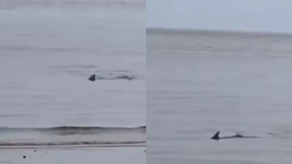 Barbatana escura de animal marinho na água