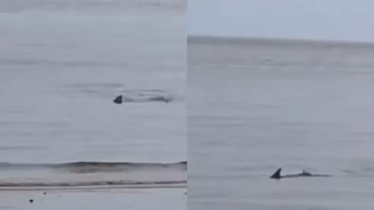 Tubarão na Praia Jacamim, São Luís-MA: banhistas filmam animal em águas rasas