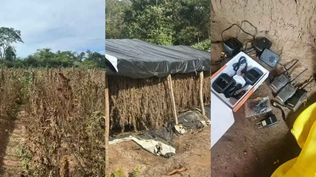 Imagem montada com três fotos com  resultado da ação da polícia federal