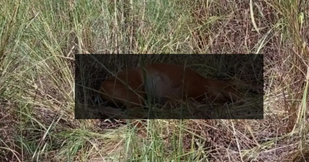 Égua morta em angical do piauí: Égua deitada em campo, área abdominal coberta por tarja