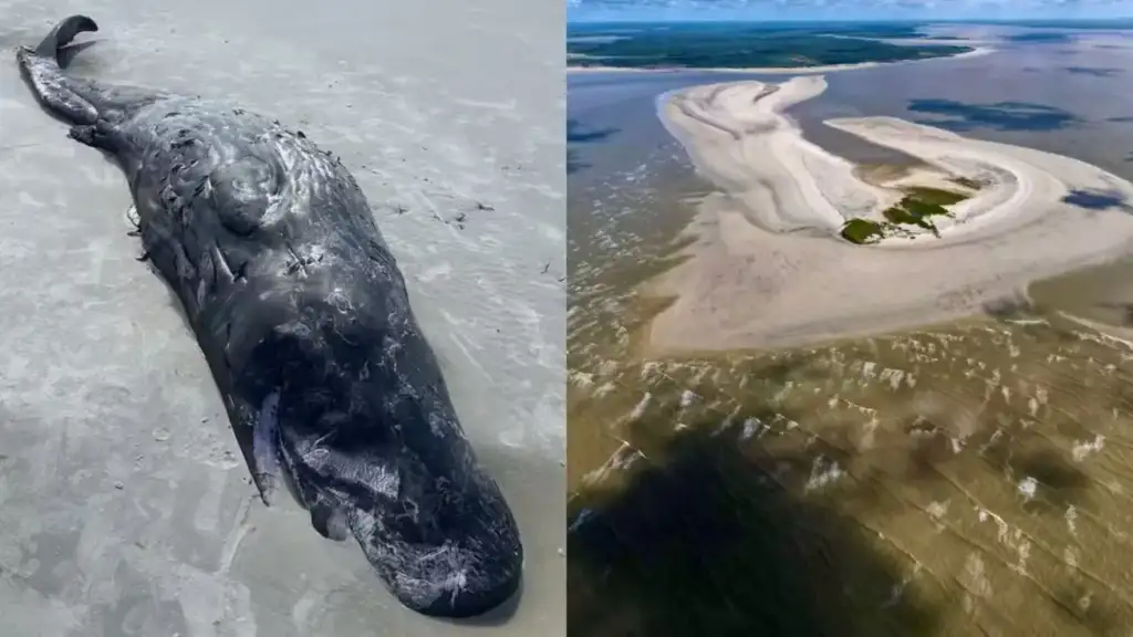 Filhote de cachalote morre encalhado em carutapera: Filhote de cachalote morto encalhado na praia de Carutapera