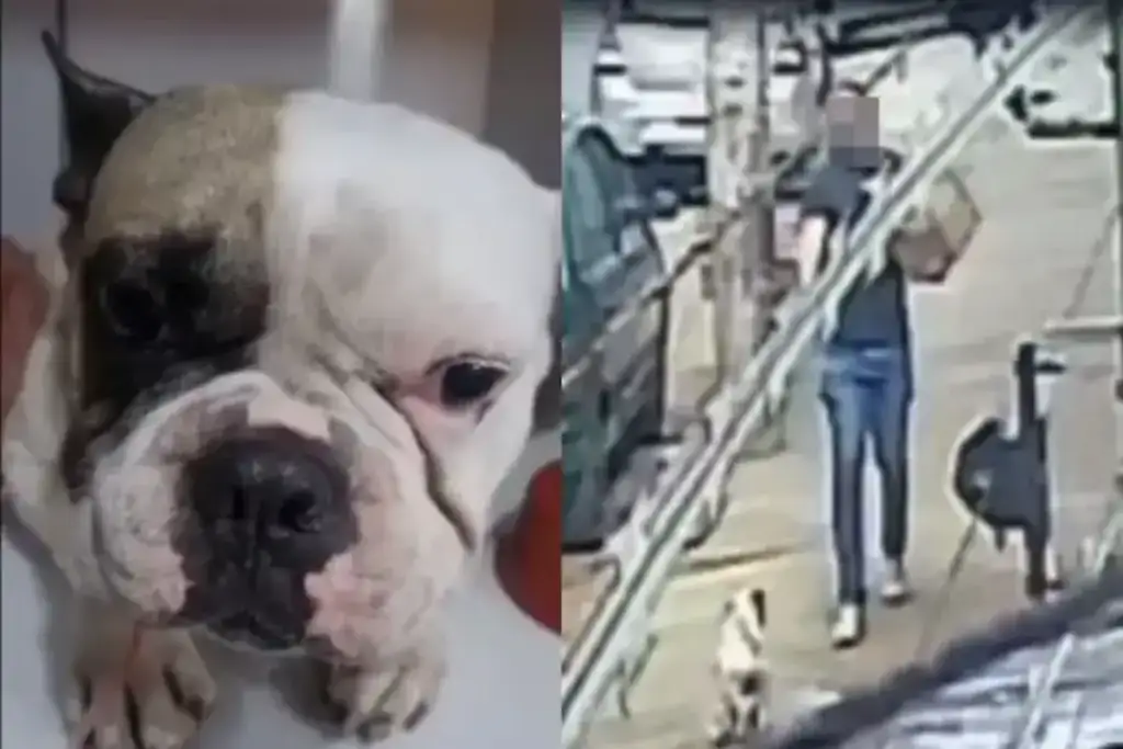Cachorro baleado em belo horizonte: Cão Bruce baleado e tutor em Belo Horizonte
