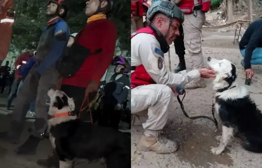 Cão farejador resgata homem nos escombros venezuela: Cão Tsunami em operação de resgate na Venezuela