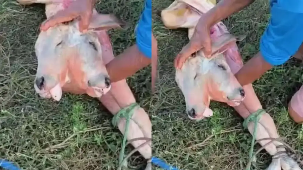 Bezerro com duas cabeças no maranhão: Bezerro com duas cabeças não resiste ao parto em Apicum-açu