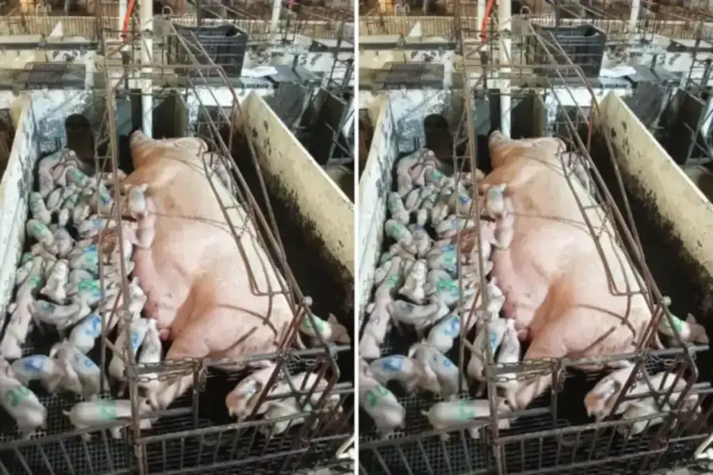 Porca com 46 leitões quebrou recorde mundial em MG