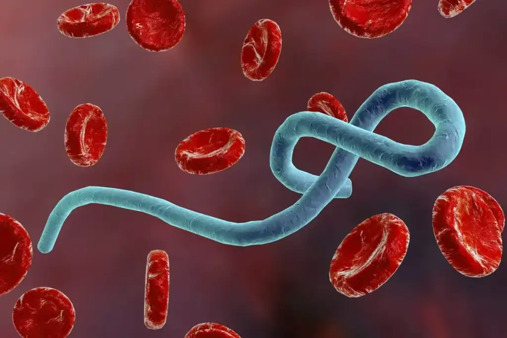 Risco do ebola para o brasil: Vírus Ebola em meio a células sanguíneas