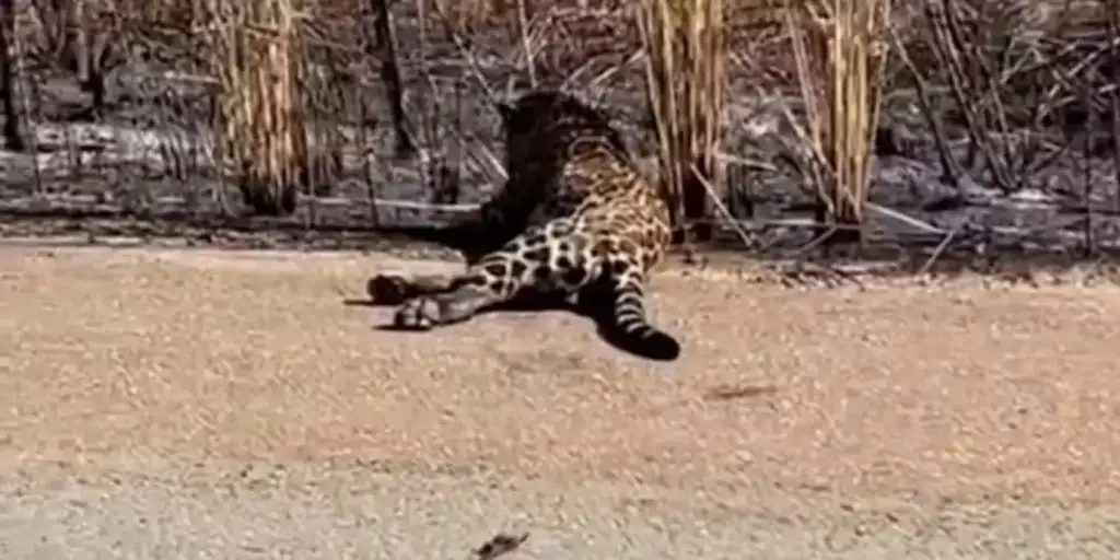 Onça atropelada em balsas durante queimada: Onça atropelada em Balsas fugindo de queimada