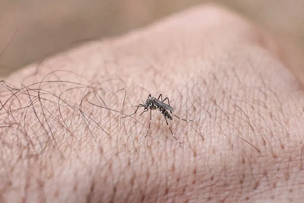 Mortes por dengue no piauí em 2026: Mosquito Aedes aegypti transmissor da dengue no Piauí