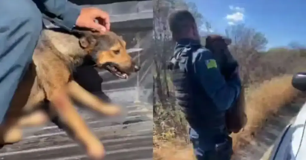 Cadela arrastada em pio ix: Cadela resgatada pela Polícia Militar em Pio IX