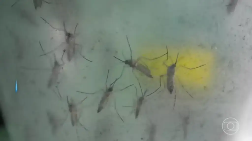 Morte de criança com suspeita de dengue: Mosquitos Aedes aegypti, vetor da dengue, em Picos