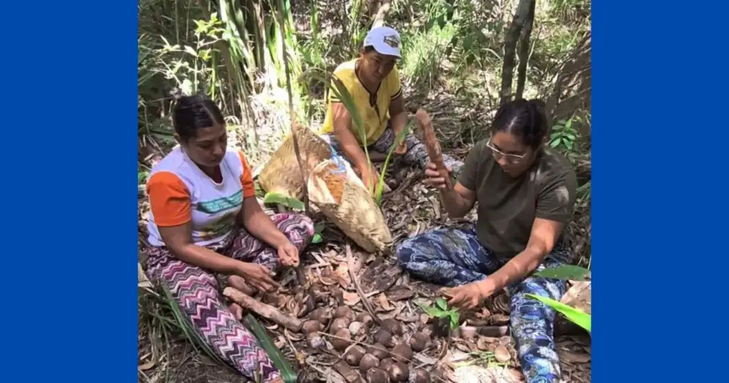 Lei das quebradeiras de coco babaçu: Quebradeiras de coco do Piauí processam frutos em nova fase