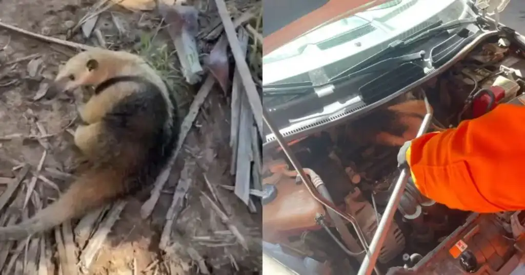Tamanduá-mirim em motor de carro em parnaíba: Tamanduá-mirim resgatado do motor de carro por bombeiros em Parnaíba