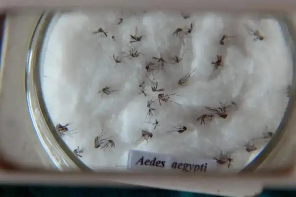 Vacina contra chikungunya da usp: Aedes aegypti, vetor da chikungunya, em pesquisa da USP