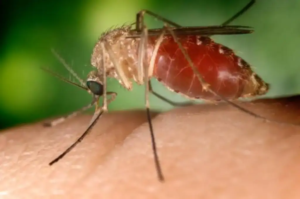 Mosquito vetor da Febre do Nilo em Canavieira