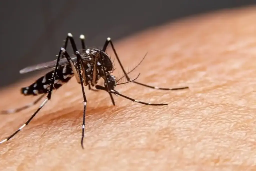 Mortes por dengue no piauí 2026: Mosquito Aedes aegypti transmissor da dengue no Piauí