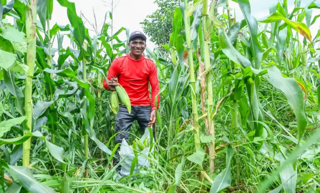 Garantia-safra recorde no piauí: Agricultor familiar do Piauí beneficiado pelo Garantia-Safra