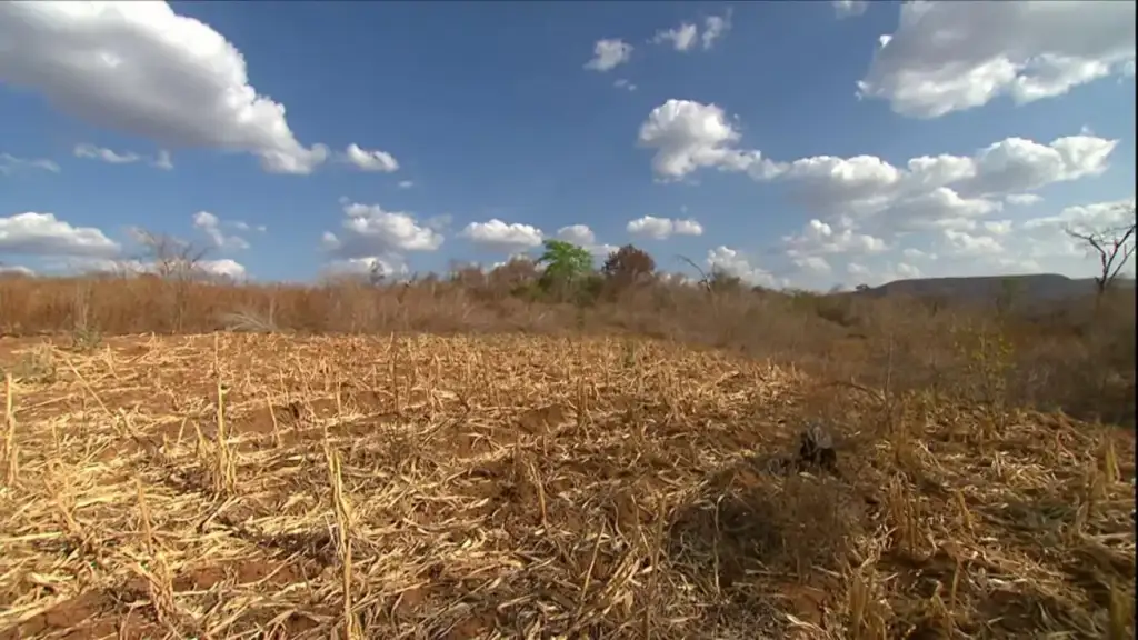 Emergência por seca no piauí: Campo seco no Piauí após reconhecimento emergência