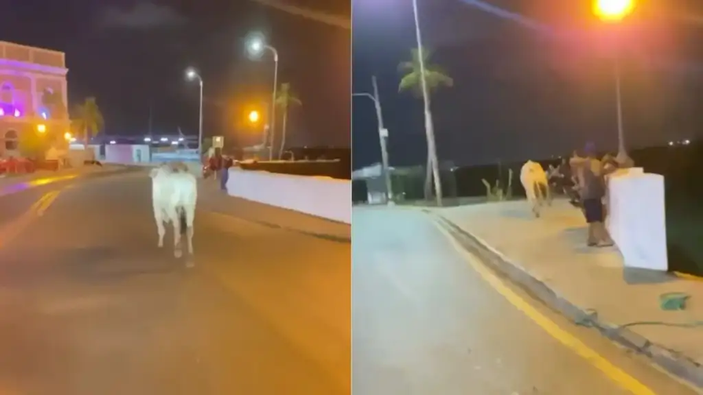 Boi cai no mar em são luís: Boi desgovernado na Avenida Beira-Mar em São Luís