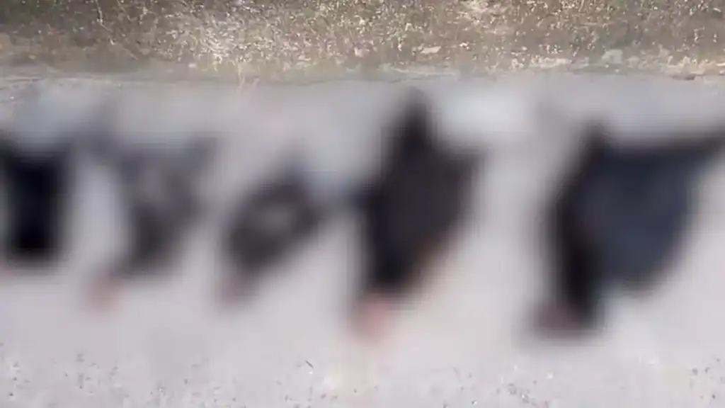 Aves mortas após ataque de abelhas em Santa Inês