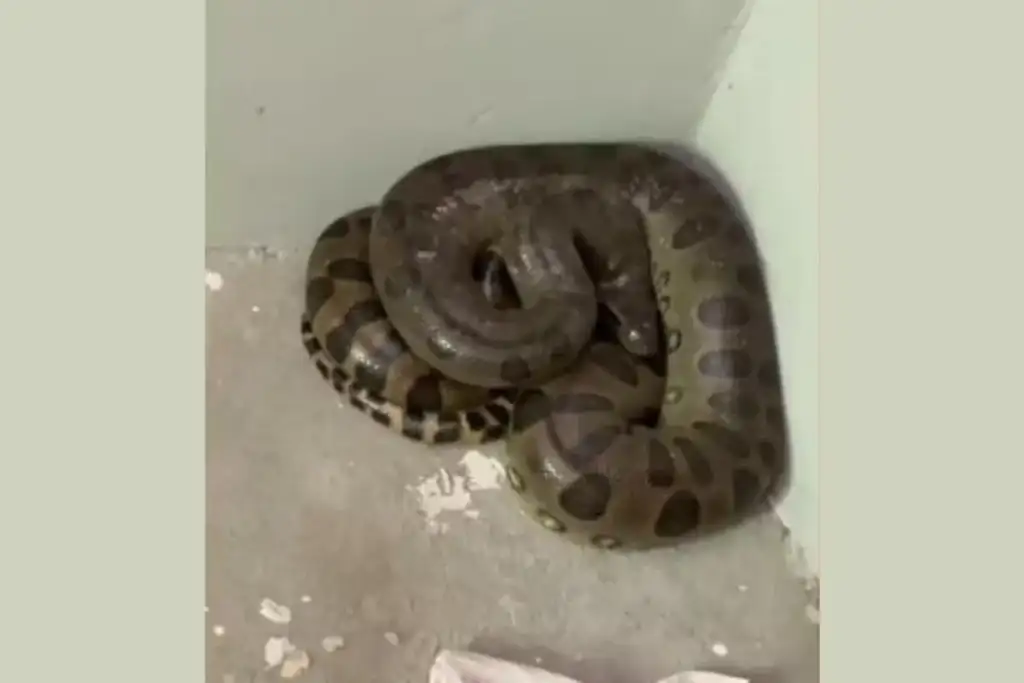 Filhote de sucuri resgatado em zé doca: Filhote de sucuri encontrado em quarto de moradora em Zé Doca