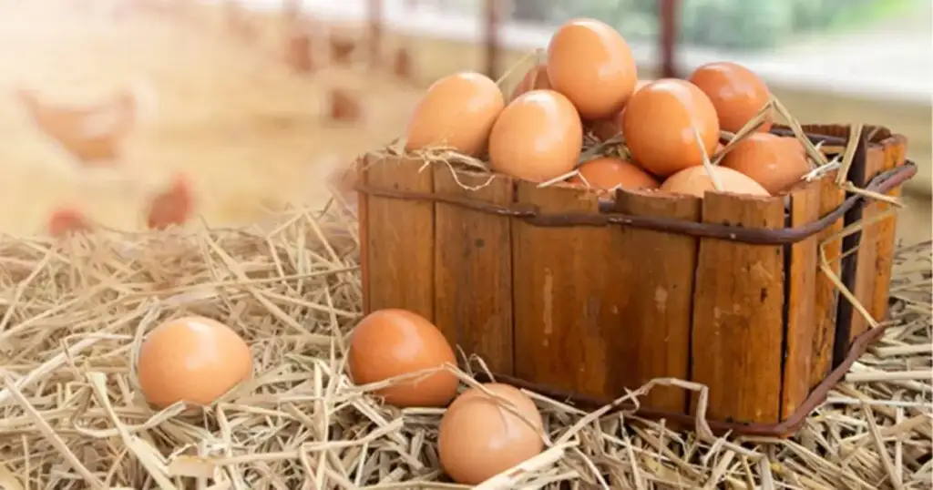Recorde produção de ovos no piauí 2025: Piauí bate recorde na produção de ovos
